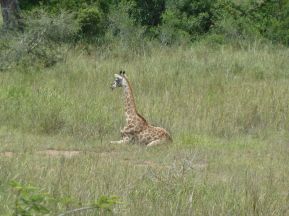 Selv giraffer kan bli trette.