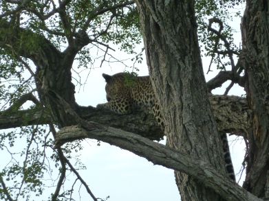 Leopard i avslappa omgivelser.