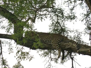 Leoparder liker best å ligge på ei grein.
