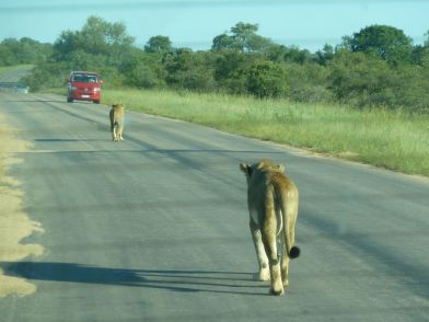 Løver liker også å ta seg en tur på veien.